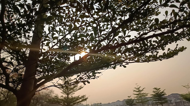 Foto la luz del sol de la mañana detrás de los árboles