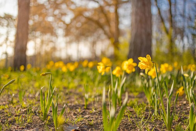 La luz del sol de la mañana sobre flores de narciso colores pastel suaves paisaje de naturaleza de ensueño Primavera de primer plano