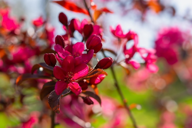 Luz del sol de manzana de cangrejo rosa