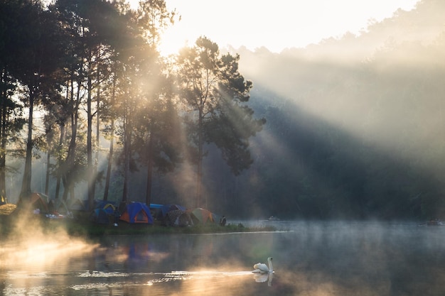 La luz del sol del mirador brilla en el bosque de pinos en el embalse brumoso en la mañana en pang oung