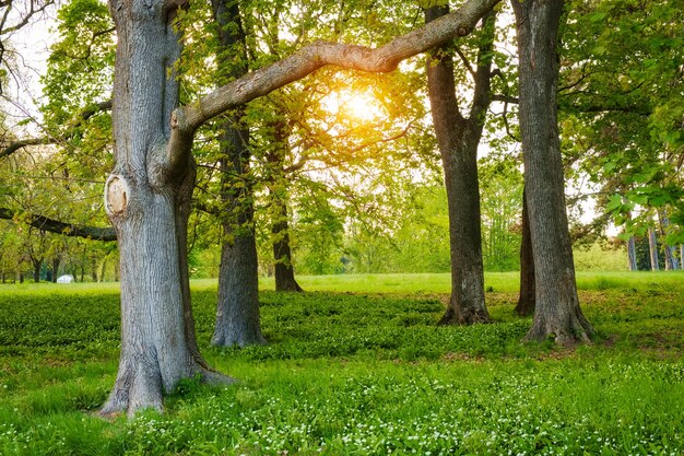 Luz del sol en la primavera del bosque verde