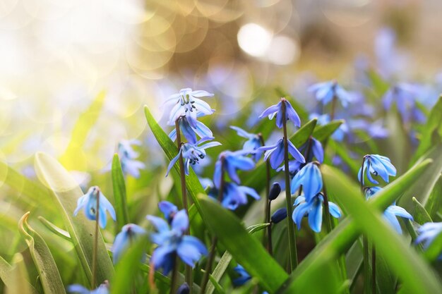 Luz del sol y rayos en la primera flor azul en primavera