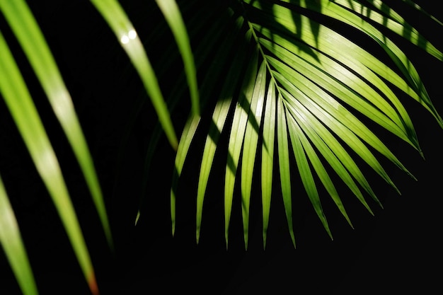 La luz del sol y la sombra en la superficie de la hoja de palma verde que crece sobre un fondo oscuro en el jardín botánico