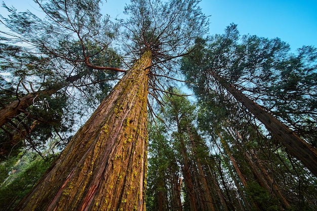 La luz del sol suave golpea el tronco gigante de un pino en el bosque