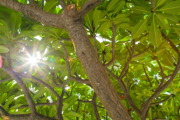 La luz del sol a través de un árbol.