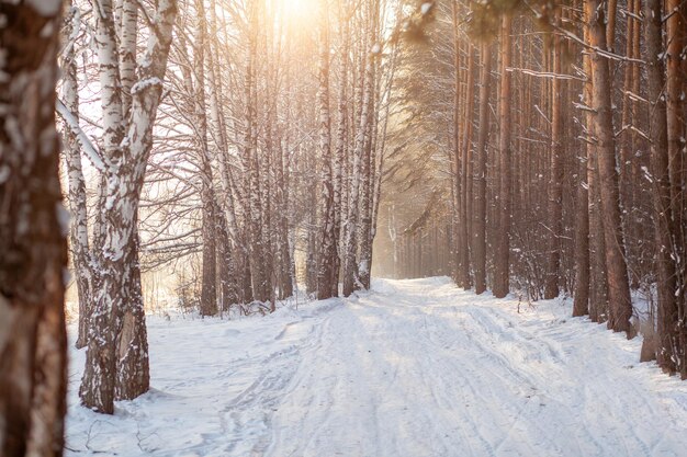 Luz del sol a través de los árboles en el bosque. Árboles de nieve y una pista de esquí de fondo.