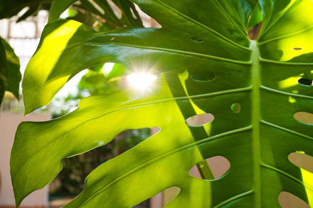 La luz del sol a través de la hoja de Monstera al atardecer