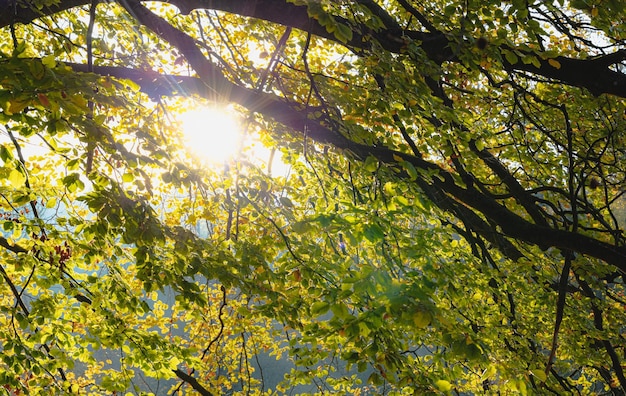 Luz del sol a través de las hojas de los árboles Hojas verdes y luz solar