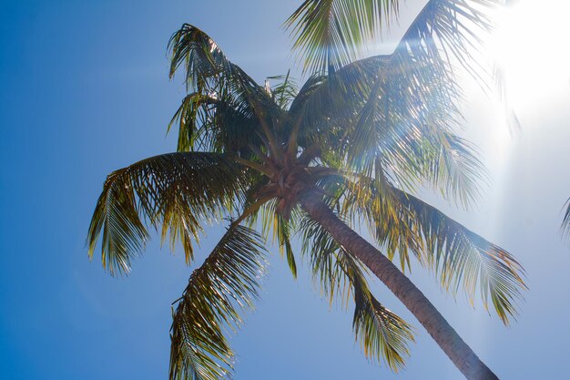 Luz del sol a través de las hojas de las palmeras Hermoso día en la playa