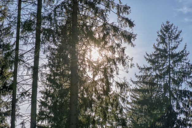 Luz del sol a través de las ramas de los árboles al atardecer en el bosque