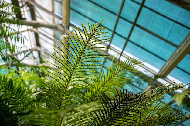 Foto luz solar através de folhas de samambaia em estufa tropical telhado de vidro de foco suave no fundo