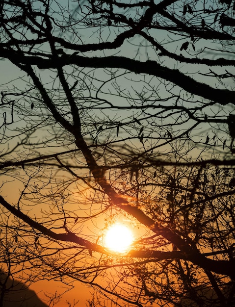 Luz solar brilhante ao pôr do sol através de galhos de árvores na floresta no fundo do céu azul e amarelo