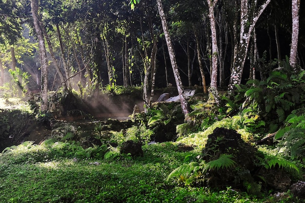 Luz solar da república dominicana na selva