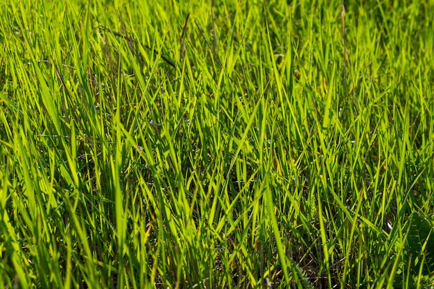 Foto luz solar de fundo de grama verde e sombras e luzes de cor verde