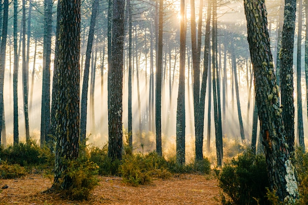 Luz solar fabulosa na floresta. Nascer do sol natureza pitoresca. Vista panorâmica de conto de fadas. Raios de sol magnífico em pinheiros. Bela paisagem sazonal.