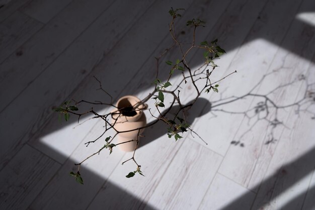 Luz y sombra de rama de árbol con las primeras hojas de primavera en jarrón