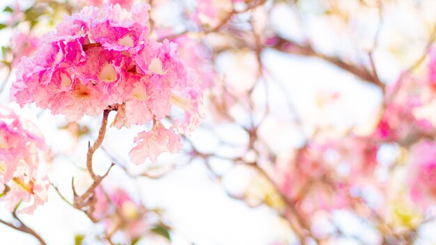 Luz suave de enfoque selectivo Hermosa flor de trompeta rosa o Tabebuia heterophylla