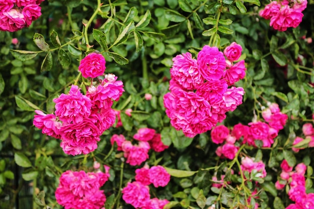 Luzes de rosas escondem muitos mistérios