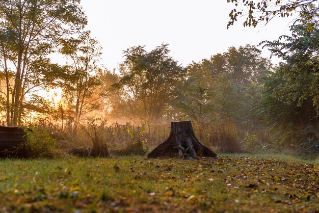 Foto luzes nebulosas do nascer do sol no início da manhã de outono na floresta