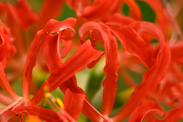 Lycoris radiata aranha vermelha ressurreição mágica vermelha ou cadáver de lírio furacão ou planta de flor equinócio na família amarílis