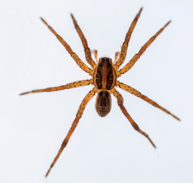 Lycosa fasciiventris. Família Lycosidae. Aranha isolada em um fundo branco