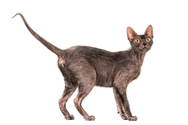 Lykoi-Katze, auch Werwolfkatze genannt