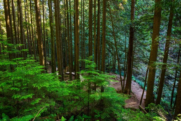 Lynn Canyon-Park in Vancouver