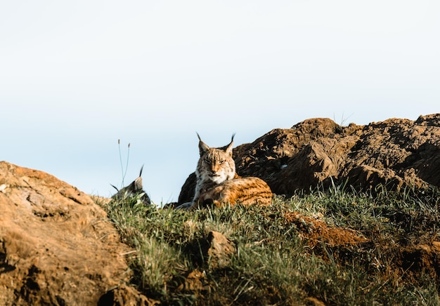 Foto lynx descansando al atardecer sobre una roca