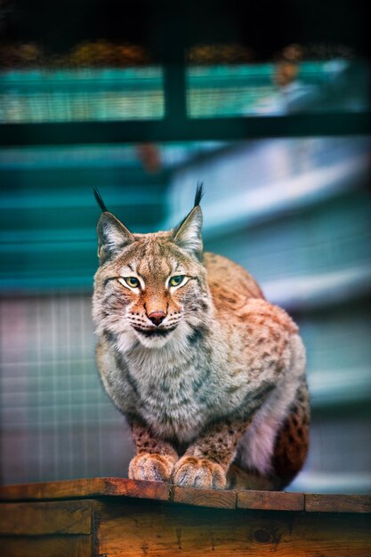 Lynx Eurasische Wildkatze