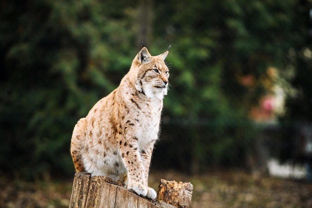 Lynx Eurasische Wildkatze