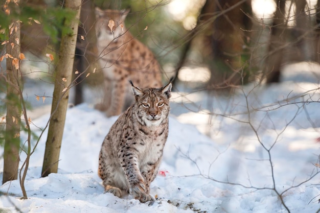 Lynx en el fondo de la nieve mientras te mira