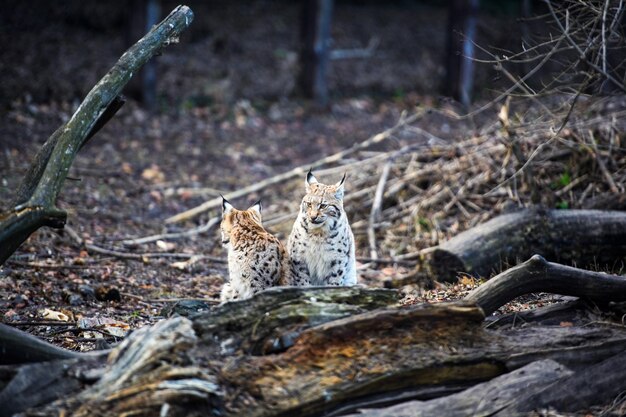 Lynx gato salvaje euroasiático