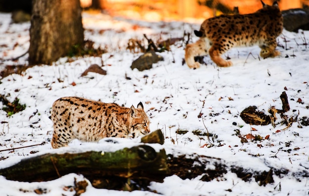 Foto lynx en invierno