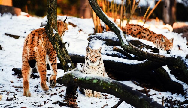 Lynx en invierno