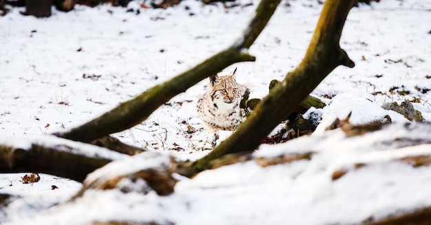 Lynx en invierno