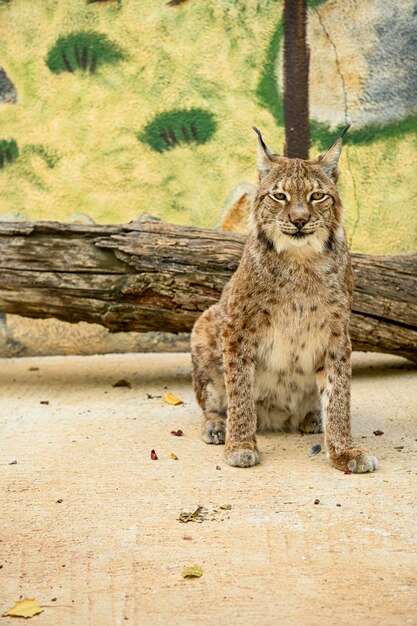 Lynx lynx o lince boreal euroasiático común o europeo pertenece a la familia Felidae