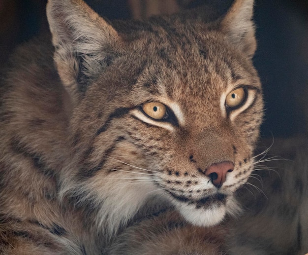 Lynx mira con ojos depredadores desde el refugio
