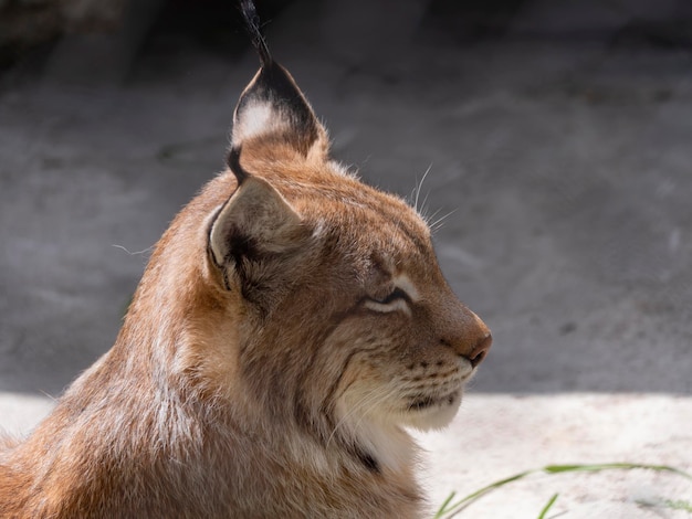 Lynx mira con ojos depredadores desde el refugio