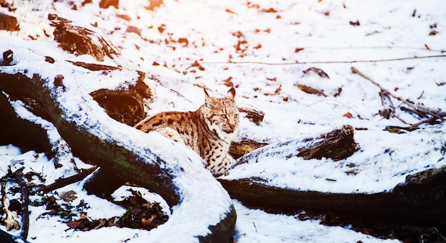 Foto lynx no inverno