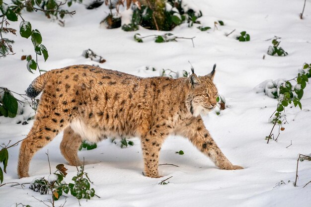 Lynx no retrato da neve chegando até você