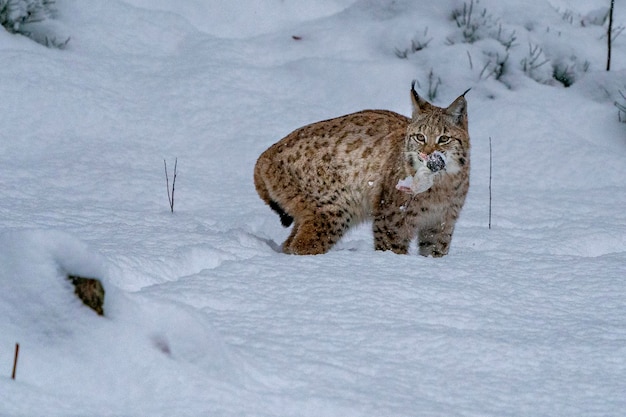 Lynx no retrato de neve pegando um rato