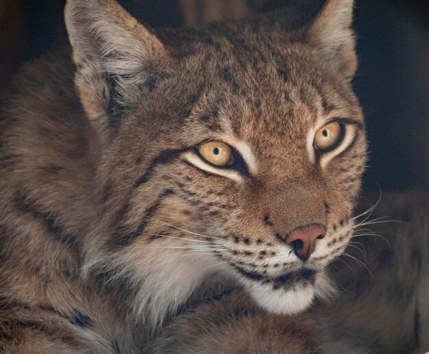 Lynx olha com olhos predatórios do abrigo