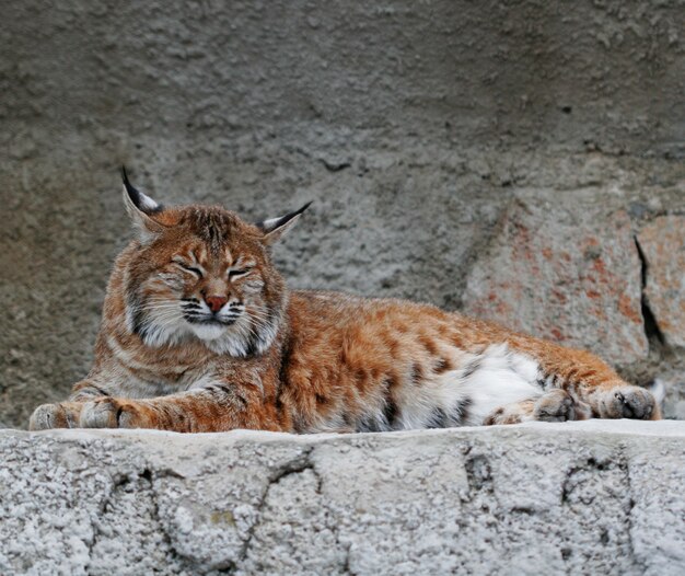 Lynx relaxando na pedra