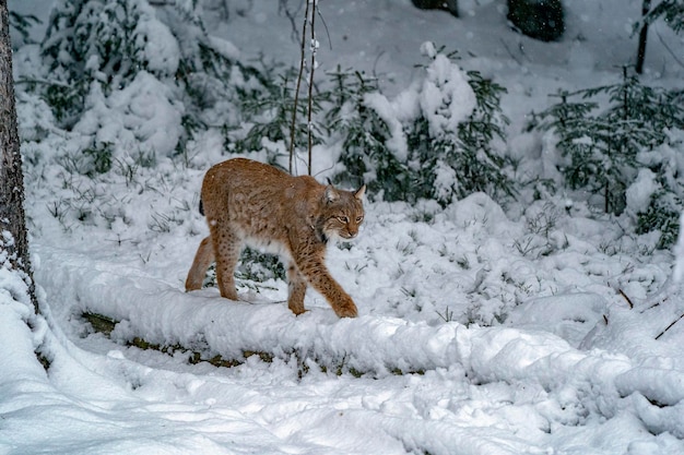 Lynx en el retrato del bosque nevado