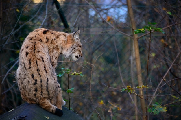 Lynx sentado en el zoológico