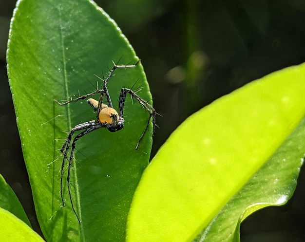 Lynx Spider Cuerpo amarillo y patas negras emboscan a pequeños insectos como alimento en la hoja