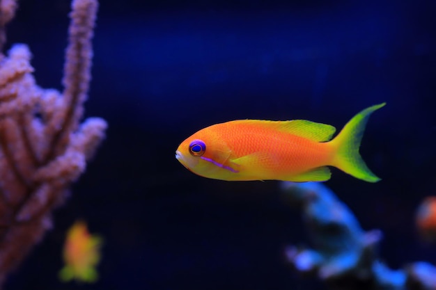 Lyretail Anthias Coralfish - (Pseudanthias squamipinnis)