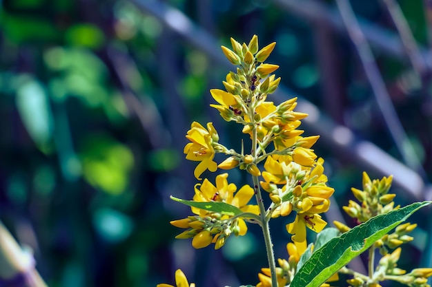 Lysimachia nummularia pequeñas flores amarillas en un fondo de pequeñas hojas redondeadas