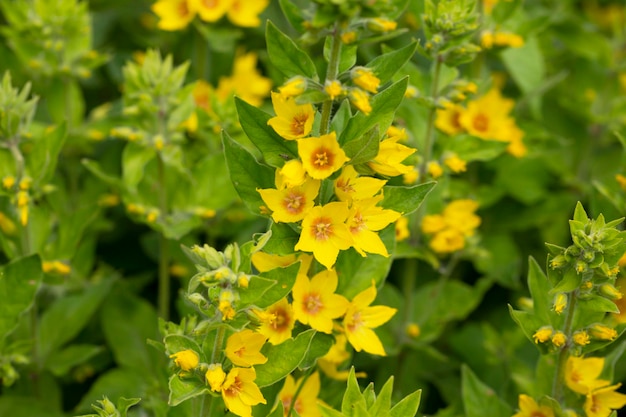 Foto lysimachia punctata alexander en flor en un jardín