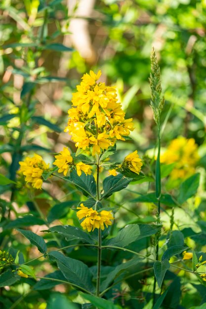 Lysimachia vulgaris blüht im Sommer im Garten-Gelbweiderich oder im Garten-Gelbweiderich, der im Sommer blüht
